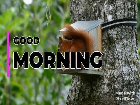 Good Morning Status Video | Good Morning Love Status Video | Good Morning Wishes Video thumbnail