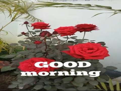 Good Morning Status Video | Good Morning Whatsapp Status Video | Good Morning Love Status thumbnail