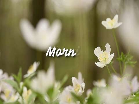 Good Morning Status 2020 | Good Morning Video | Good Morning Status Video | Good Morning Wishes thumbnail