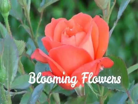 Good Morning Video Status | Nature Lovers | WhatsApp Status Video | Good Morning Song thumbnail