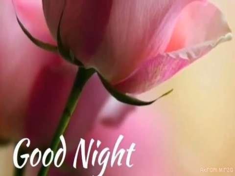 Good Night Romantic Whatsaap Status Video | Good Night Love Shayari | Good Night Status Video