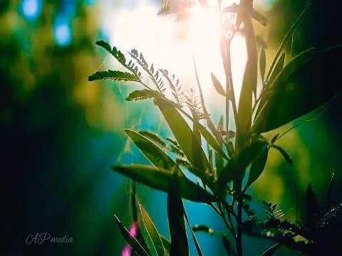 Beautiful Morning |  Good Morning  Status Video | Best WhatsApp Status Video | Nature Status Videoeo thumbnail