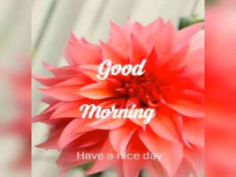 Good Morning Status | Good Morning Status Video | Good Morning Whatsapp Status Video | Good Morning Video thumbnail