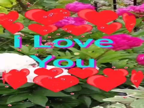 Good Night Video Status | good night whatsapp status download | good night lovely status video