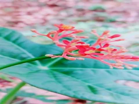 Good morning video status | good morning vwhatsapp status download | good morning lovely status thumbnail