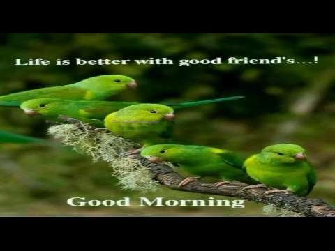Good Morning Video Status | good morning whatsapp status download | good morning lovely status thumbnail