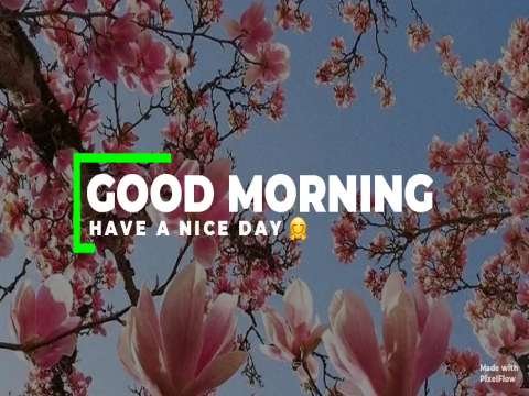 Good Morning Wishes | Have A Sweet Day Status | Good Morning Whatsapp Status Video | Good Morning Status thumbnail
