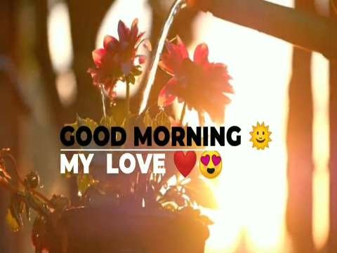 Good Morning Status | Good Morning Status Video | Good Morning Whatsapp Status Video thumbnail