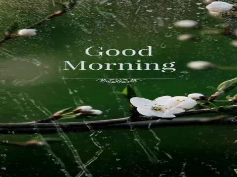 Good Morning Status | Good Morning Status Video | Good Morning Whatsapp Status Video | Good Morning Instrumental Status thumbnail