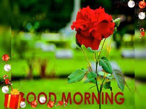 Good Morning | Good Morning Status Video | Whatsapp Status Video | Good Morning Video thumbnail