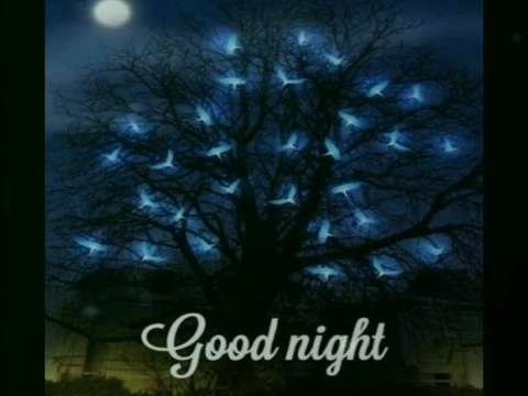 New | Good Night Sweet Dreams Status | Good Night Whatsapp Status | Good Night Wishes | GOOD NIGHT Messages | Quotes Beautiful Wishes | Whatsapp status video and SMS