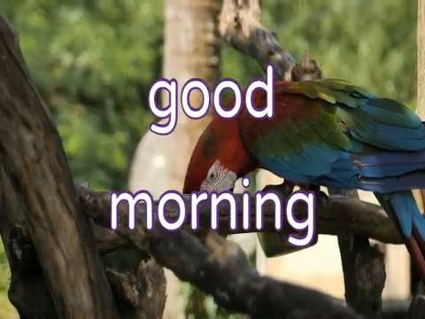 Good Morning Status Video | Good Morning Status | Whatsapp Good morning Status