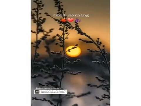 Good morning whatsapp status | good morning status | tea lover whatsapp status | good night status