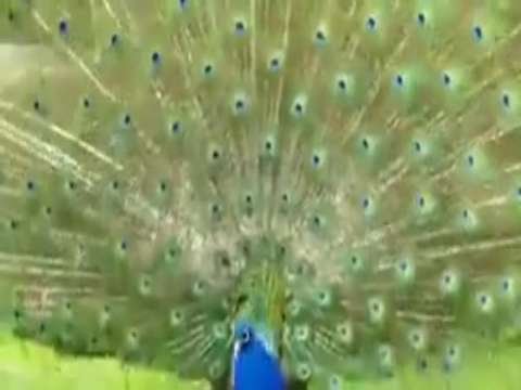 Beautiful Good morning video Good morning wishes