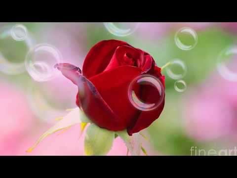 Good morning song | family status video