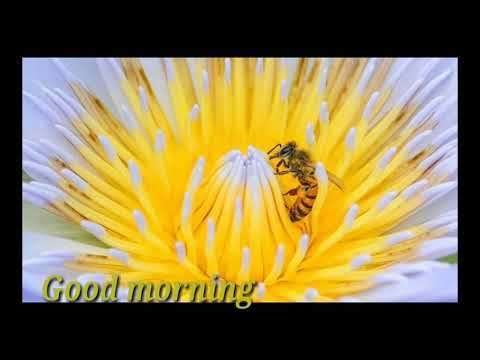 Good morning song | family status video
