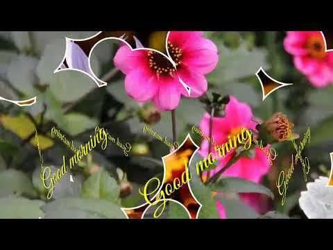 Good morning song | family status video