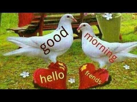 Good morning song | family status video