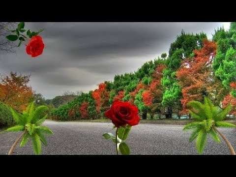 Good Night Video | love Status Video