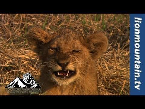 Forest status | jungle status | natural status | park status | love animal status | wild love