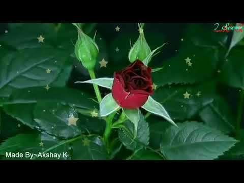 Red rose | cutest whatapp status video | beautiful rose blooming | red rose blooming