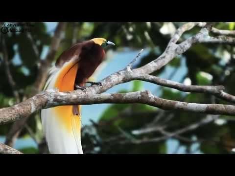 Beautiful birds with beautiful sounds |Nature whatsapp status thumbnail