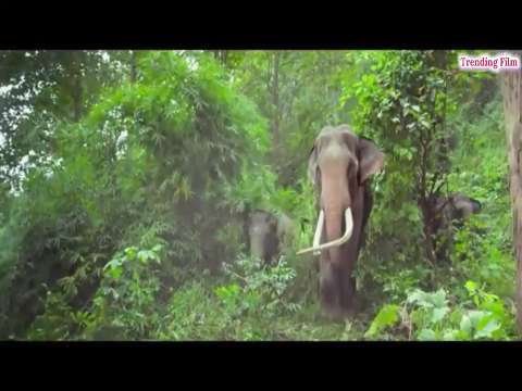 Ganapathi bappa moriya whatsapp status