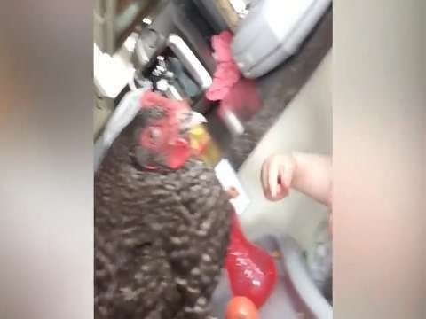 full baby fummy status video