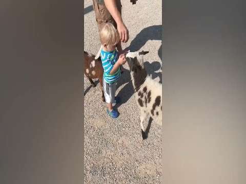 full baby fummy status video