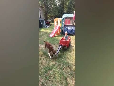 full baby fummy status video