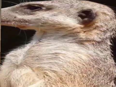 Funny video | whatsapp status video