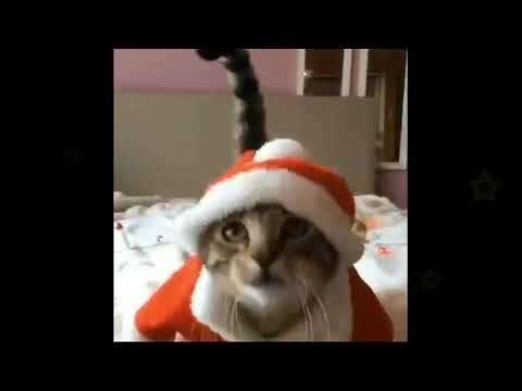 Merry christmas | christmas status video