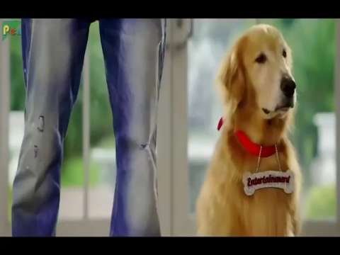shadi vala dog comadi thumbnail