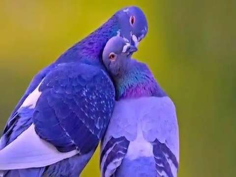 love morning good morning good love morning