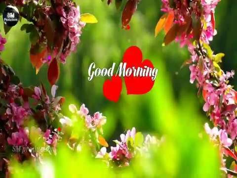 Good morning whatsapp status | new whatsapp status | trending status 2019 | good morning