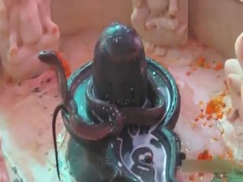 RealsSnake on shiva lingam abhishekam sri shivasairam communications status thumbnail