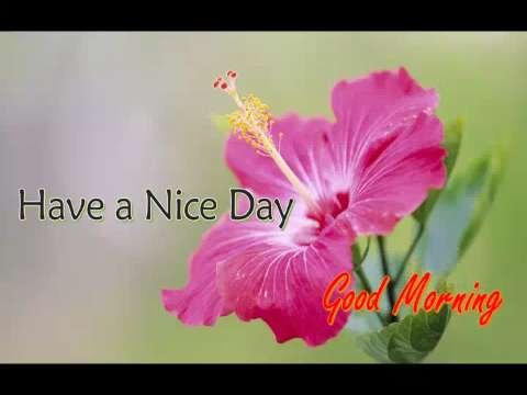 Have a nice day whatsapp video status | good morning video status