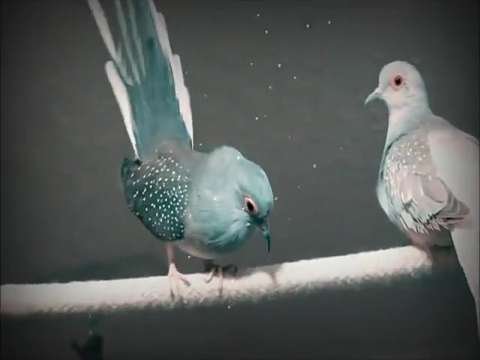 Chal Waha Jate Hai | love birds video status | best whatsapp video status | love whatsapp video status