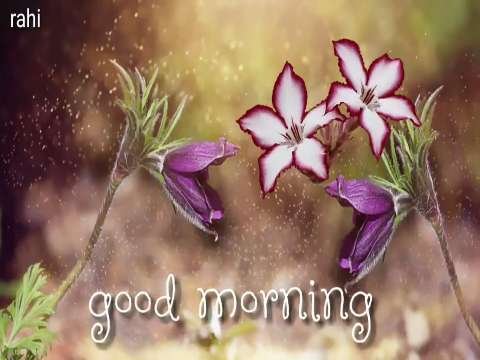 Good Morning Video Status | good morning whatsapp status download | good morning lovely status thumbnail