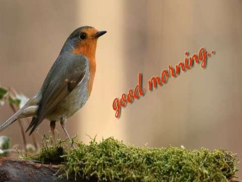 Good Morning Video Status | good morning whatsapp status download | good morning lovely status thumbnail