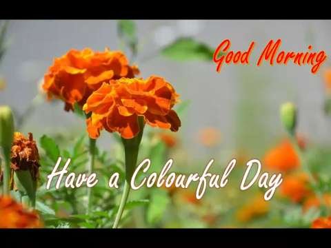 Good Morning Wishes | Have A Sweet Day Status | Good Morning Whatsapp Status Video thumbnail