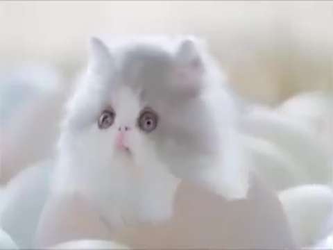 Good Morning Video Status | good morning whatsapp status download | good morning lovely status | white beautiful cat video thumbnail