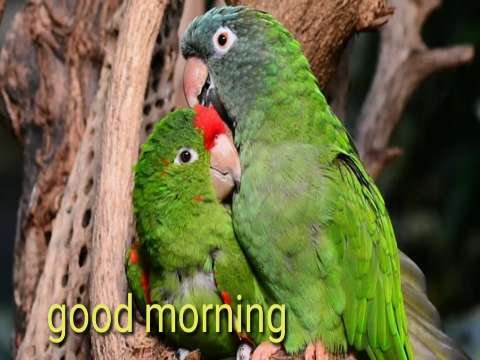 Good Morning Video Status | good morning whatsapp status download | good morning lovely status