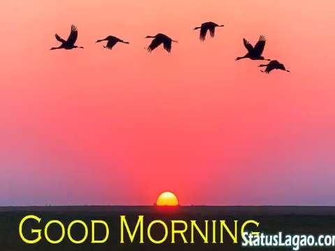 Good Morning Video Status | good morning whatsapp status download | good morning lovely status