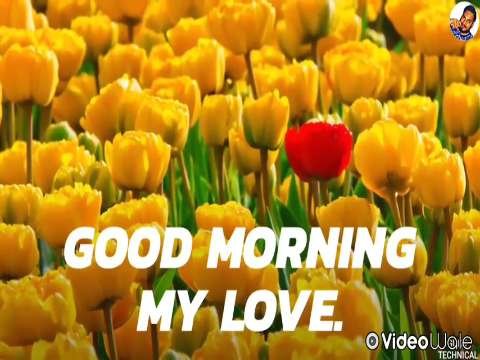 Good Morning Video Status | good morning whatsapp status download | good morning lovely status