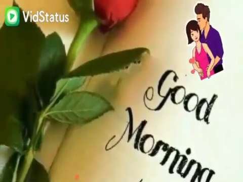 Good Morning Video Status | good morning whatsapp status download | good morning lovely status