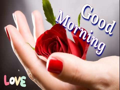 Good Morning Video Status | good morning whatsapp status download | good morning lovely status