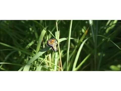 Good morning whatsapp status | good morning love mood | good morning status thumbnail